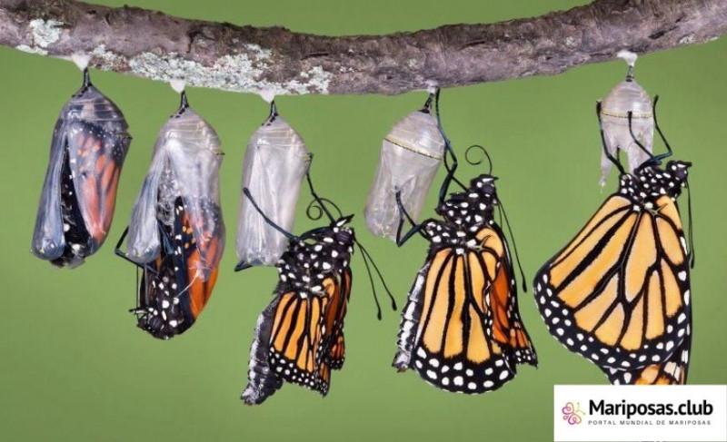 Foto portada TALLER DE PUPA A MARIPOSA
